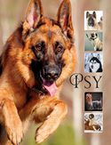 Psy_160 Psy_160
