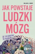 Okładka - Jak powstaje ludzki mózg Od zapłodnienia do narodzin - William A. Harris