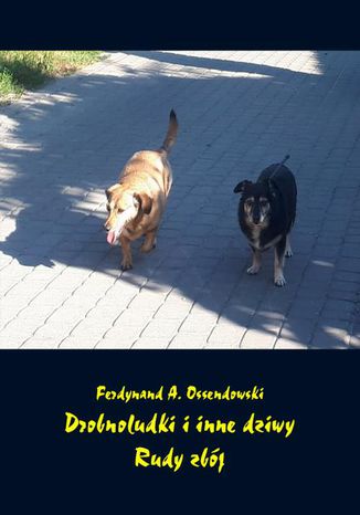 Okładka książki/ebooka Drobnoludki i inne dziwy. Rudy zbój