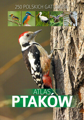 Atlas ptakw Dominik Marchowski - okadka ebooka