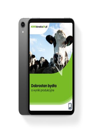Dobrostan bydła a wyniki produkcyjne