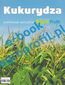 Kukurydza - nawożenie, uprawa, ochrona, odmiany
