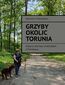 Grzyby okolic Torunia