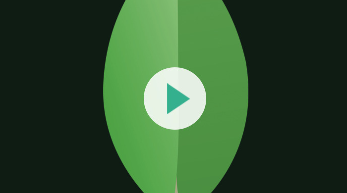 Okładka - MongoDB. Kurs video. Podstawy pracy z dokumentową bazą danych - Piotr Chudzik