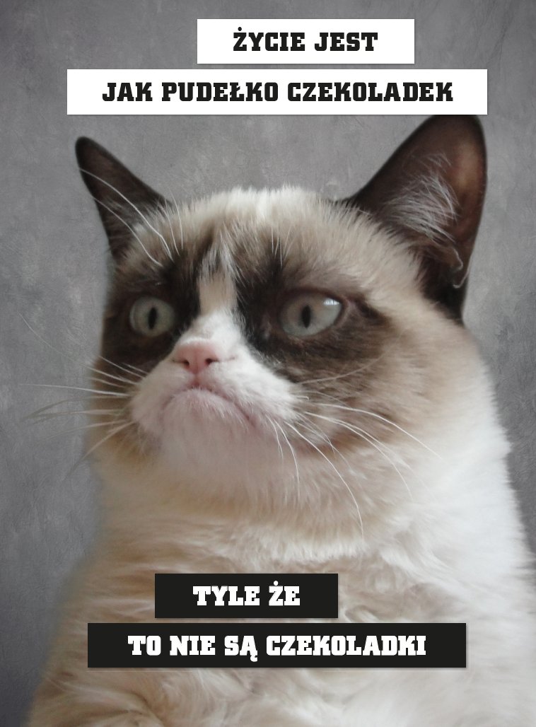 Grumpy Cat. KsiÄ…Å¼eczka rasowego marudy